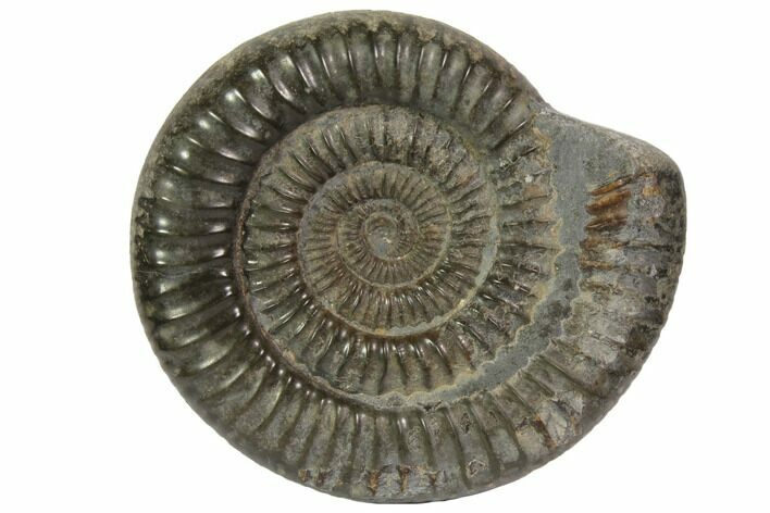 Fossil Ammonite (Dactylioceras) - England #119395